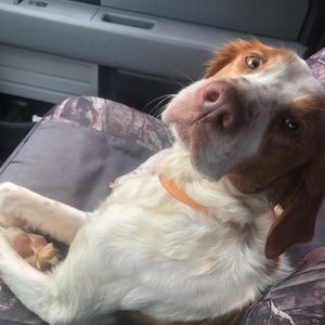 Meet your Posher, Brady